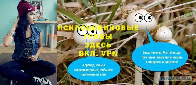 mega tor  Ликино-Дулёво  Псилоцибиновые грибы прущие грибы 